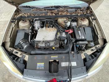 2005 chevrolet malibu ls with 205892 miles for sale near elk-river, minnesota b44880366b284d1bb6946d7000d44a8f.jpg